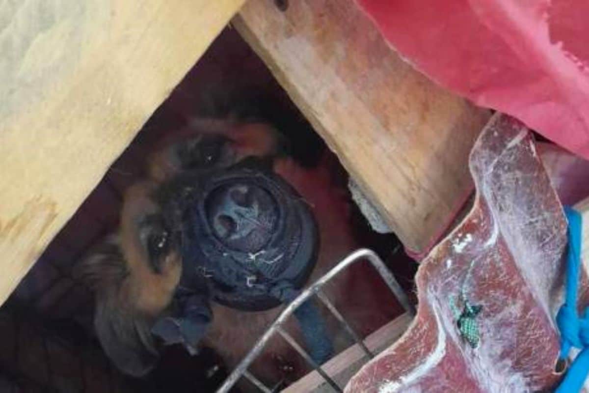 Un chien tétanisé découvert dans une construction sauvage à Saint-Denis
