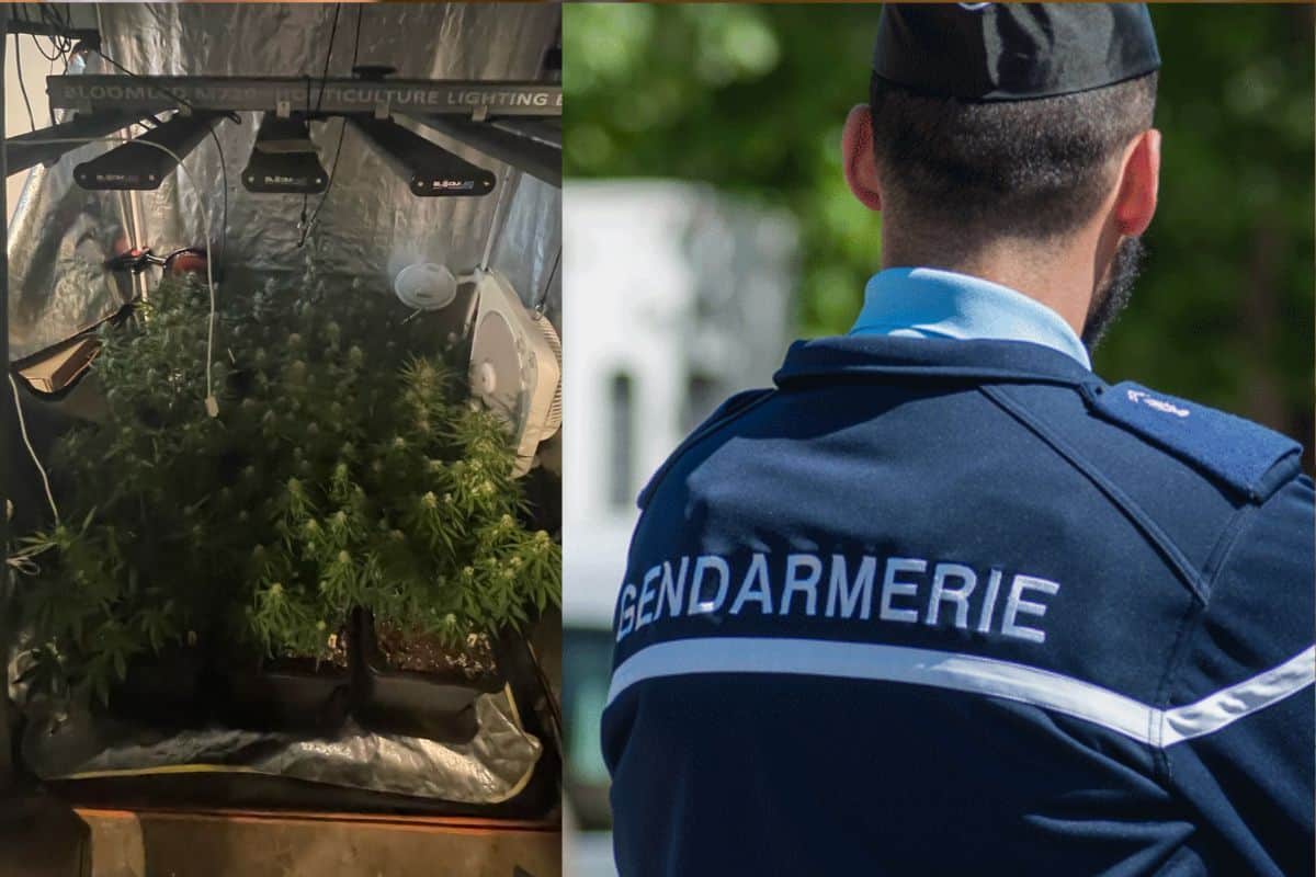 250 plants de zamal arrachés, 24 pieds détruits et une chambre de culture saisie par les gendarmes