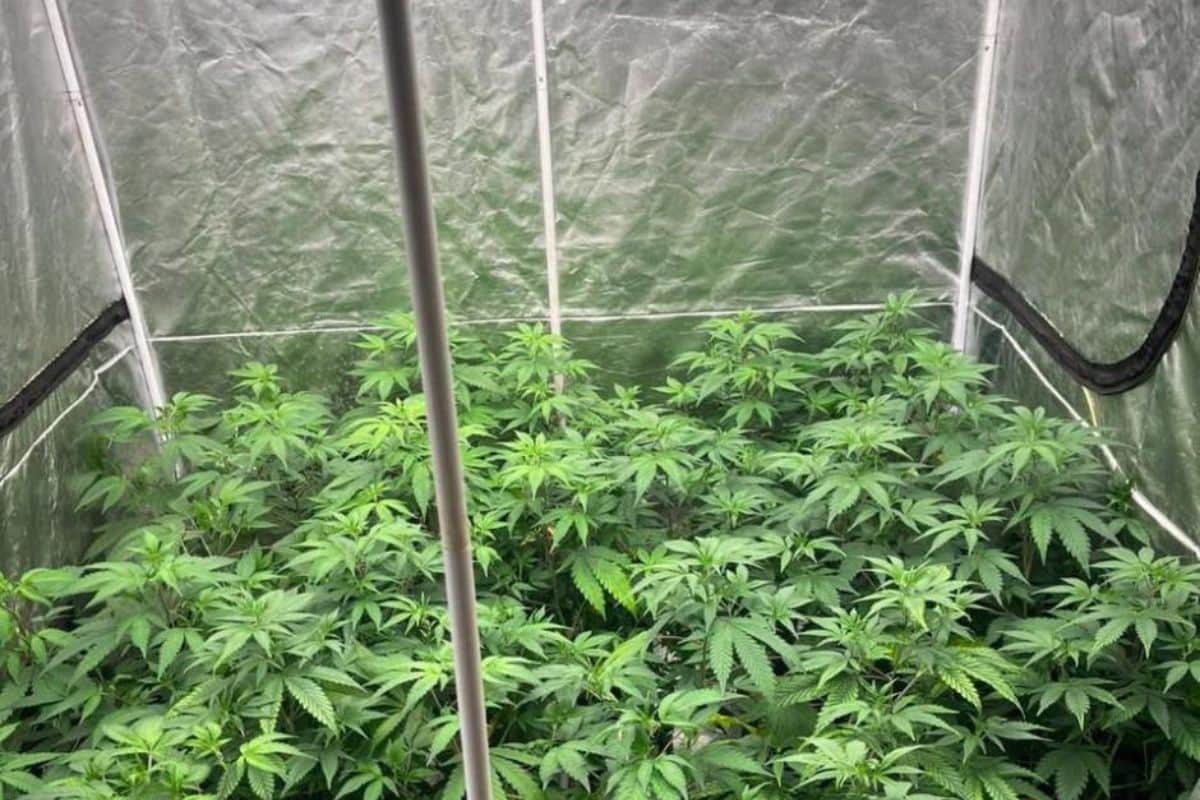 Arrestation à La Réunion d’un homme pour culture de cannabis et détention de drogue