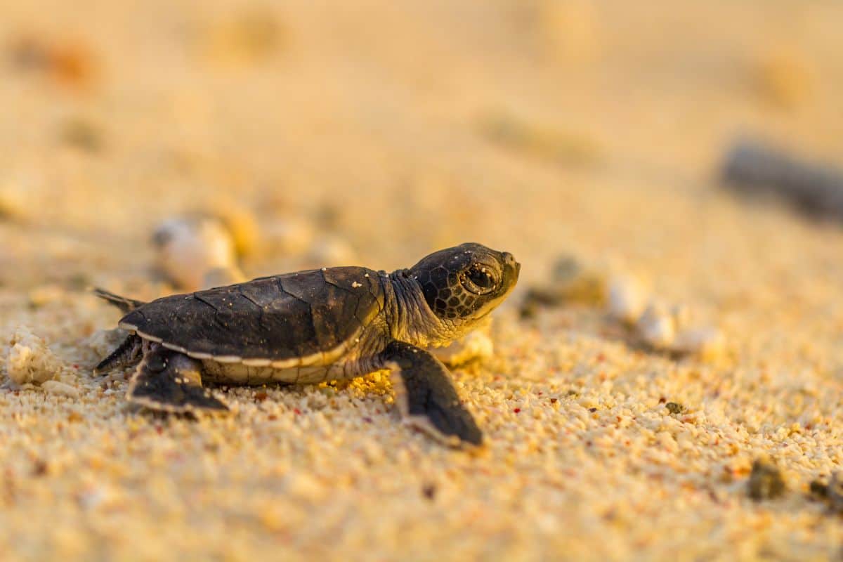 Des bébés tortues relâchées à Saint-Leu pour rejoindre l'océan