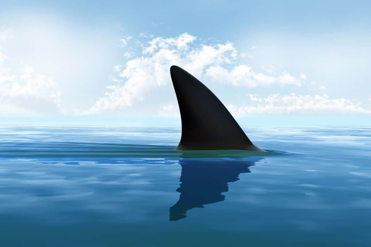 Le spot de surf des Aigrettes évacué après la présence d’un requin