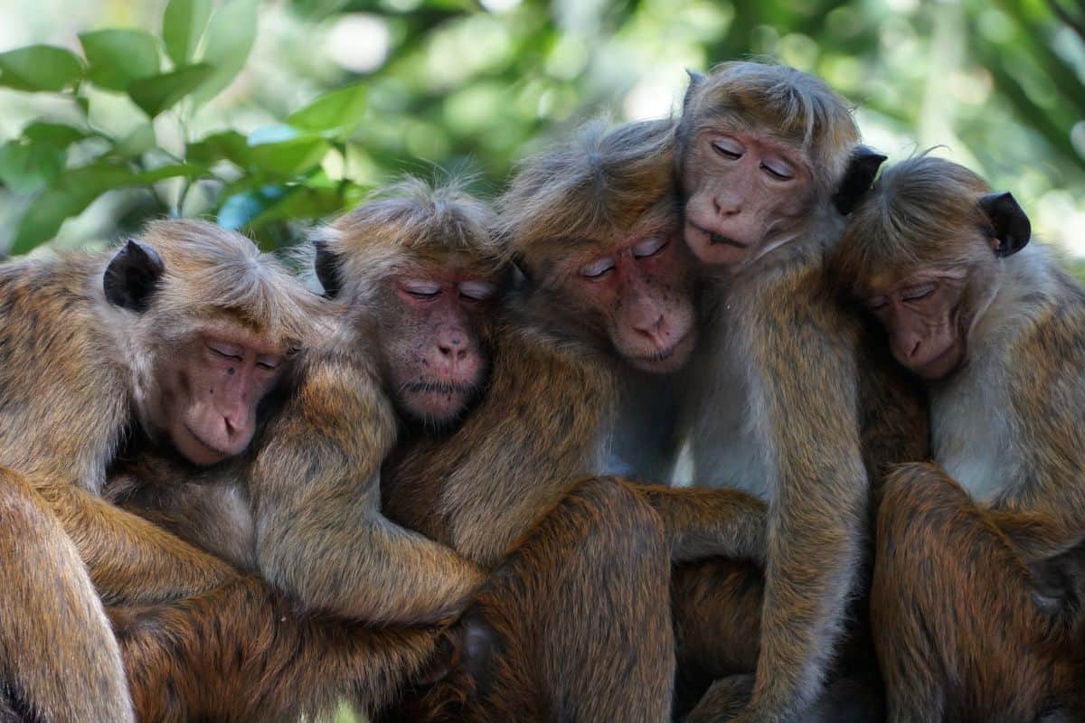 Quarante singes se sont échappés d’un centre de recherche à Yemassee en Caroline du Sud