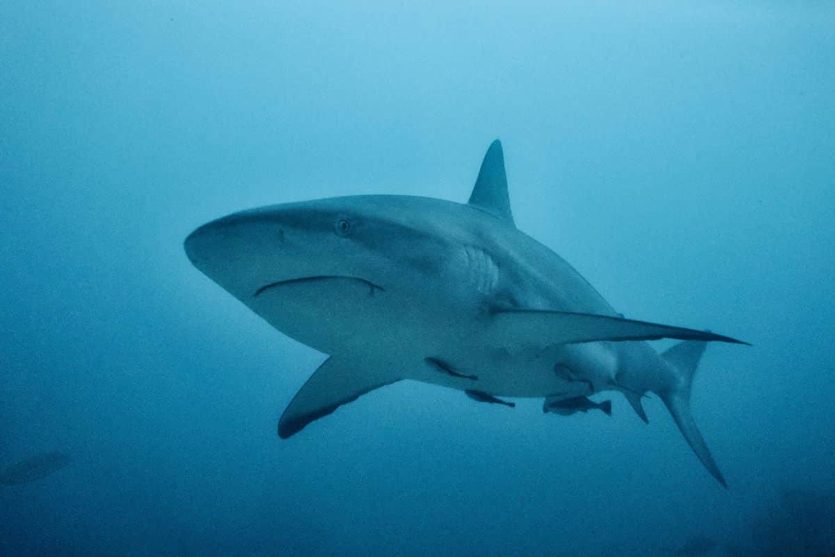 Un squale observé à proximité du spot des Aigrettes à Saint-Gilles pendant la coupe de surf