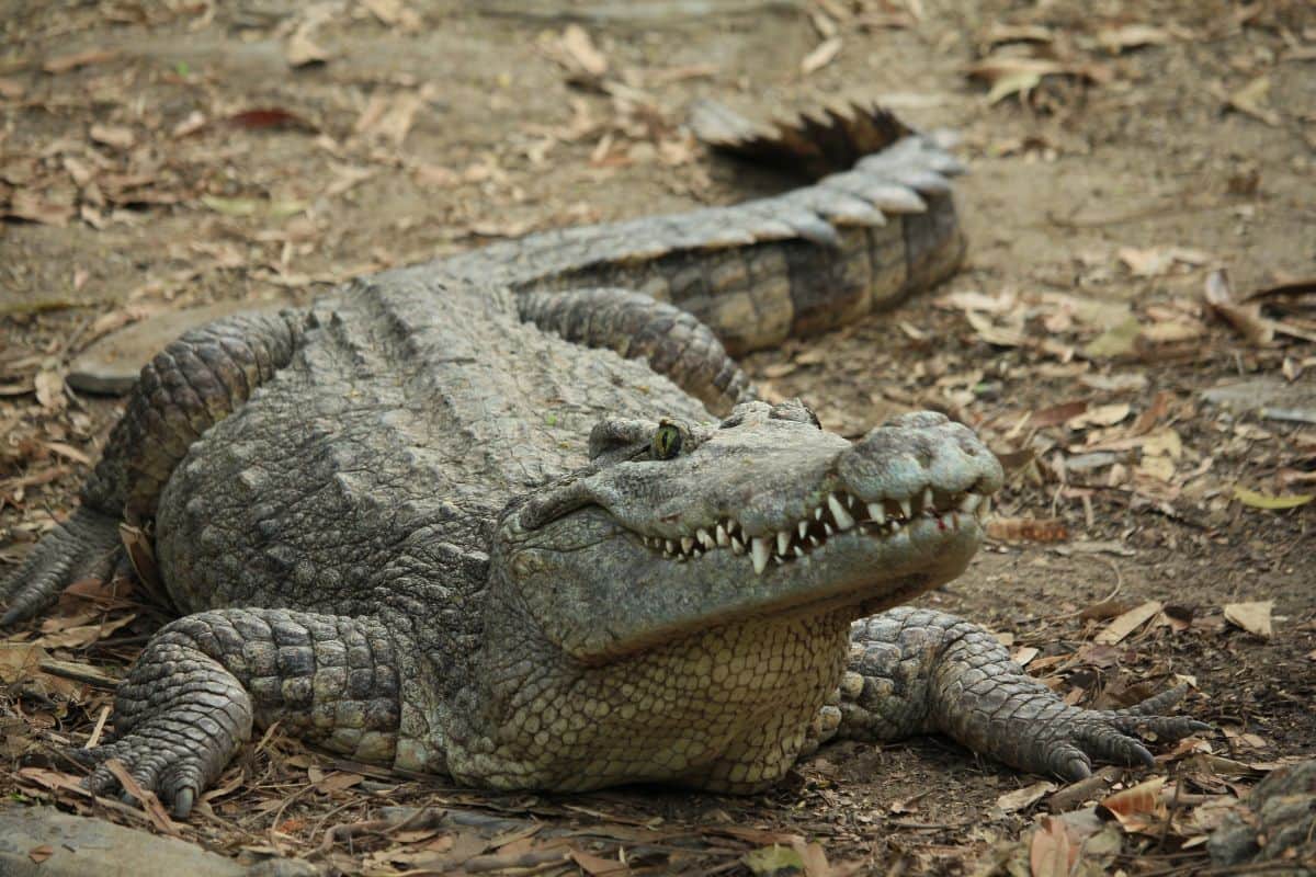 Une mère de famille tuée par un crocodile à Madagascar