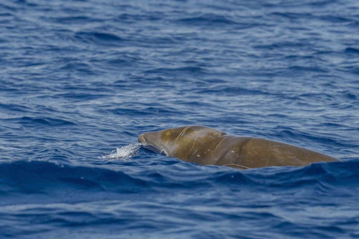 Une rare baleine à bec de Cuvier observée au large de Saint-Pierre