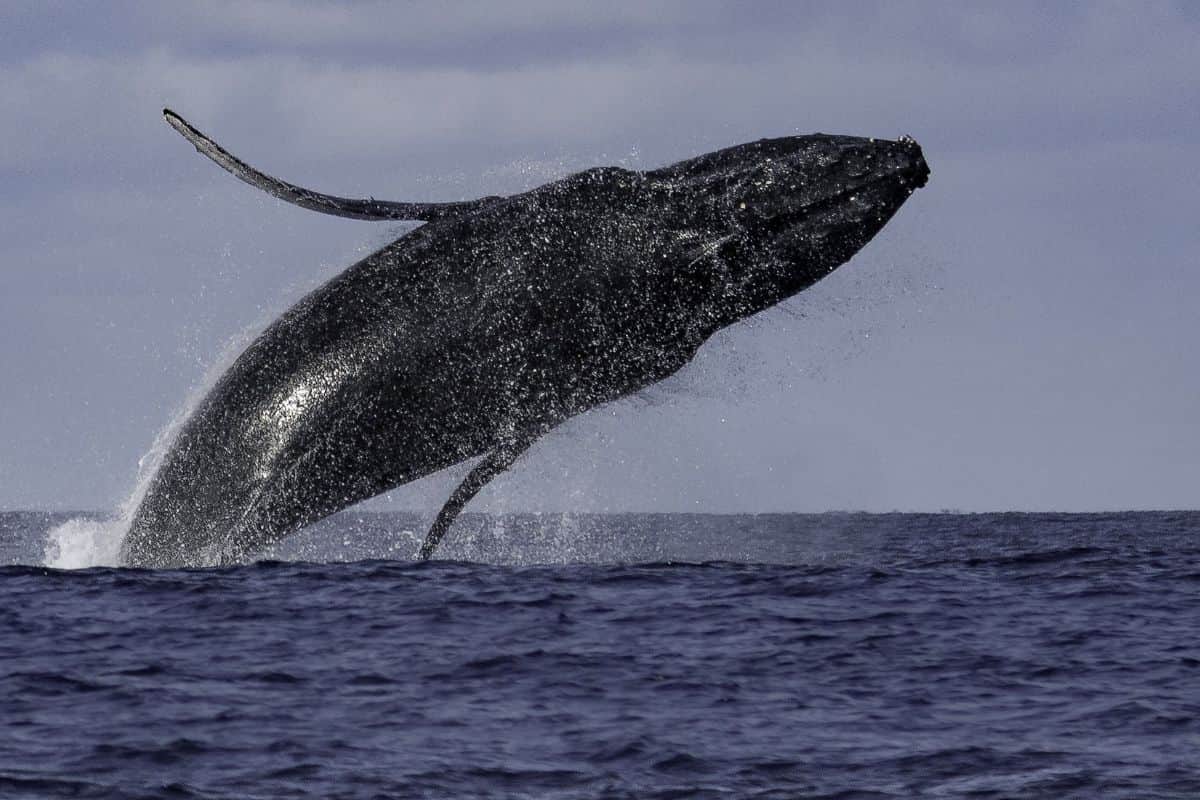 baleine à bosse