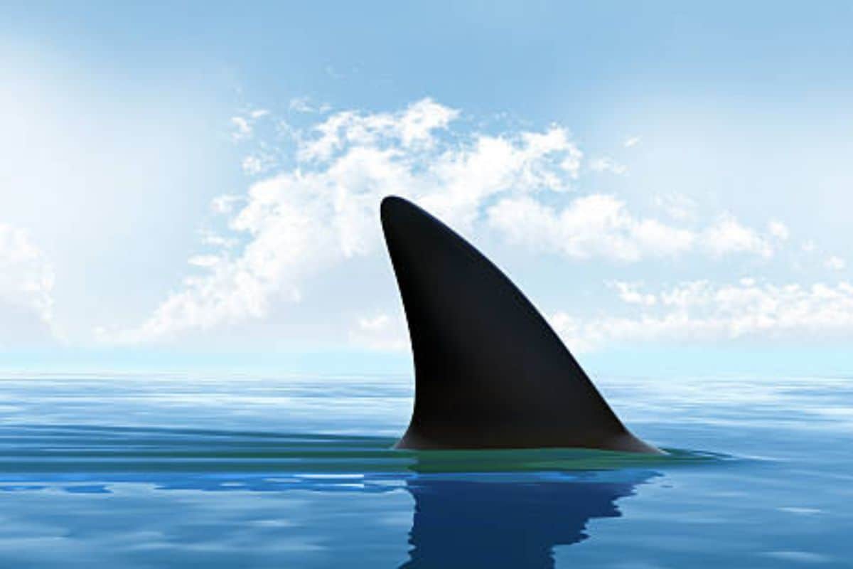 requin observé aigrettes