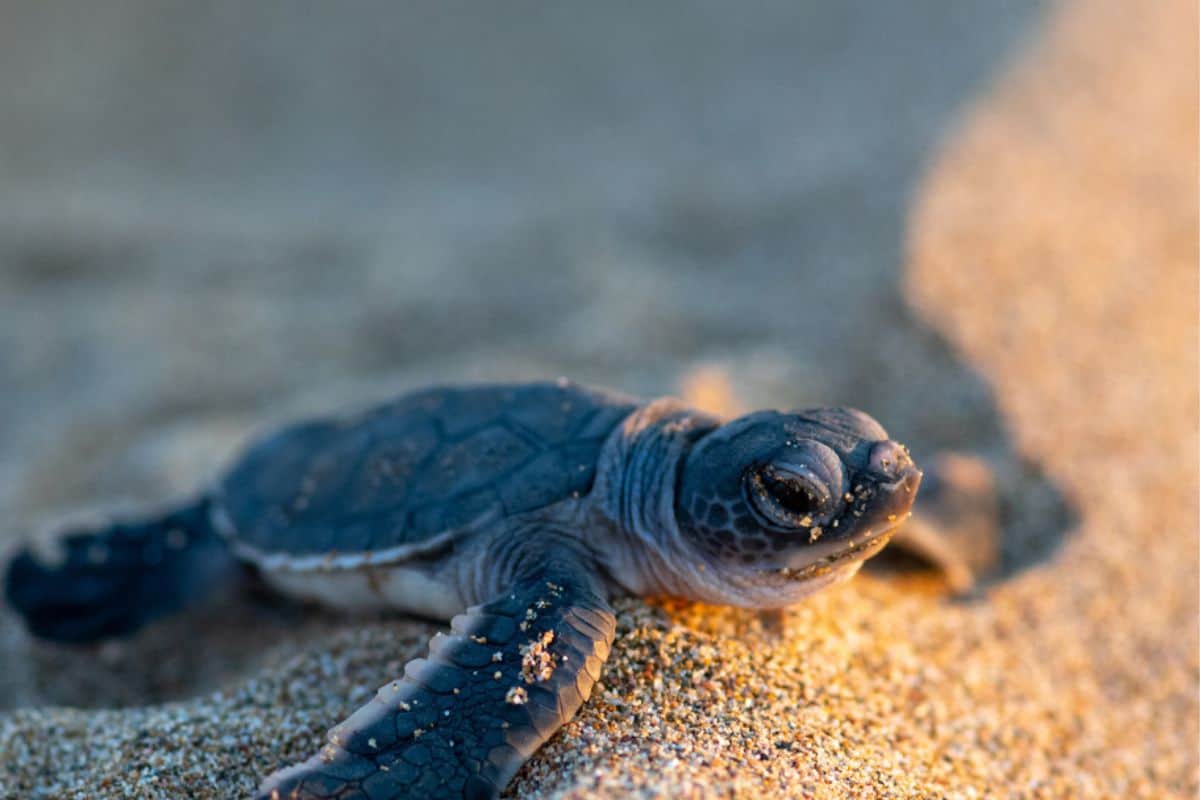 41 tortue de kélonia à la mer