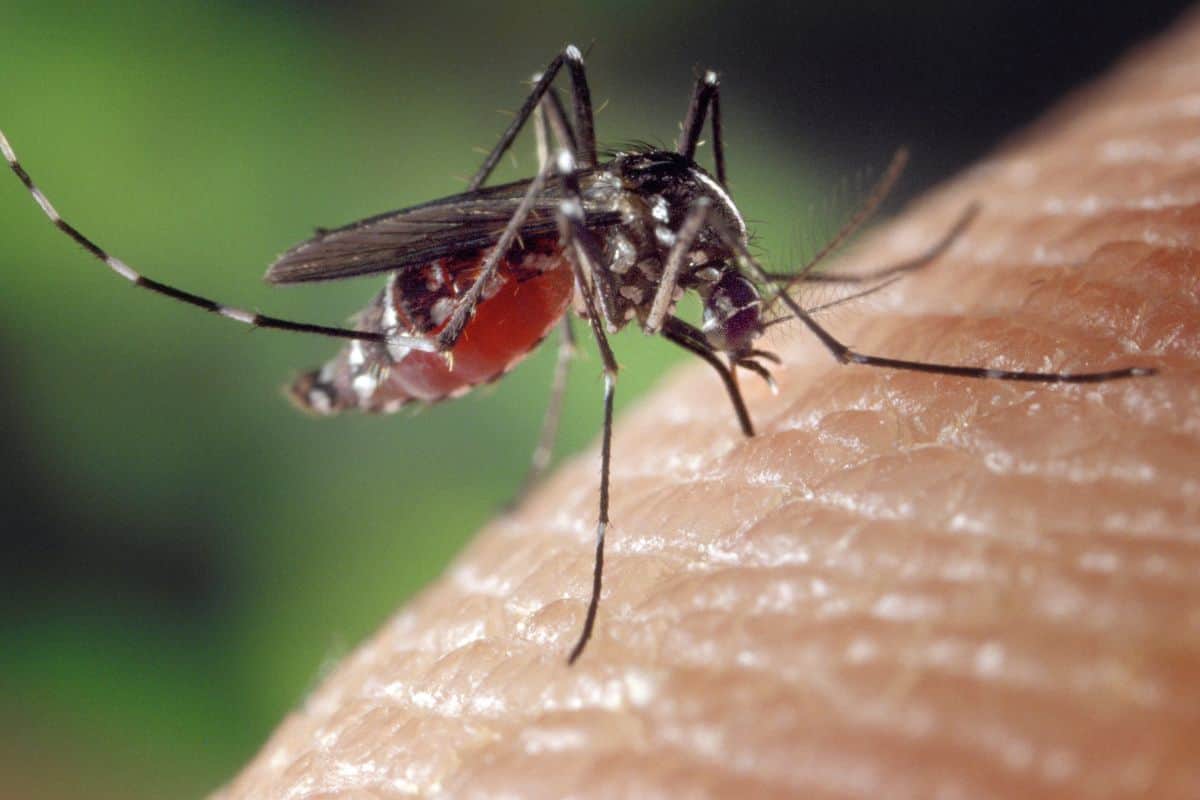 La Réunion sous surveillance face à une possible épidémie de chikungunya