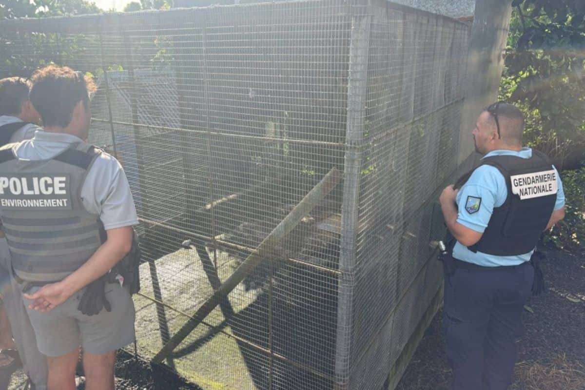 Maltraitance animale à La Réunion des perruches et tortues saisies