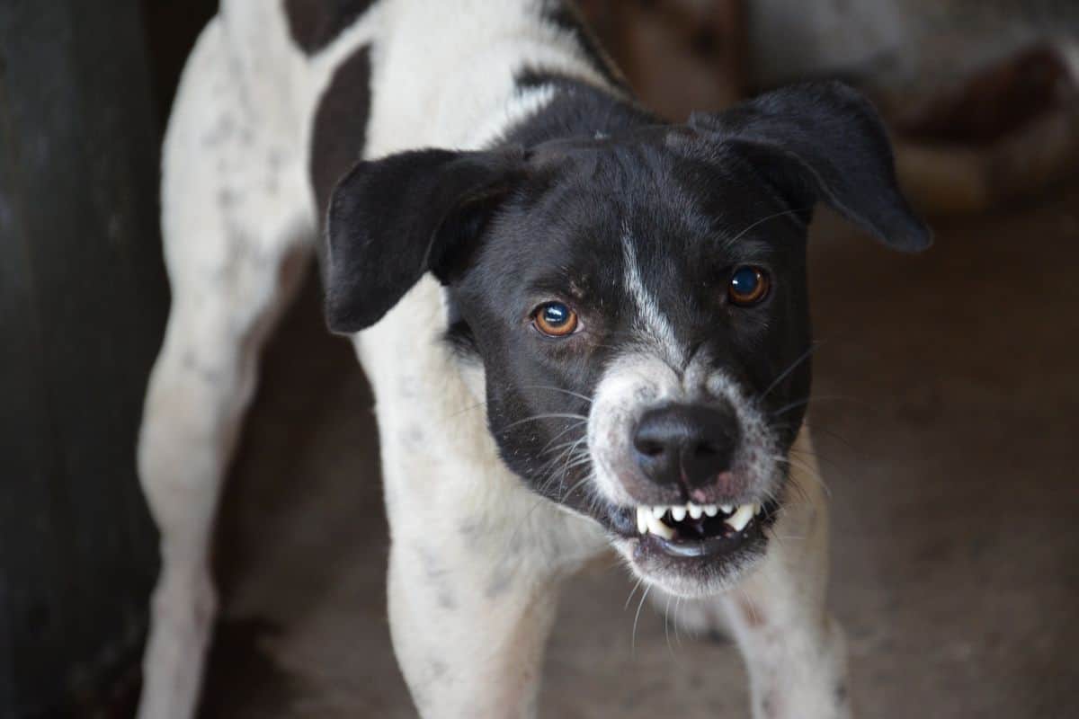 Sainte-Marie un chien errant mord un passant