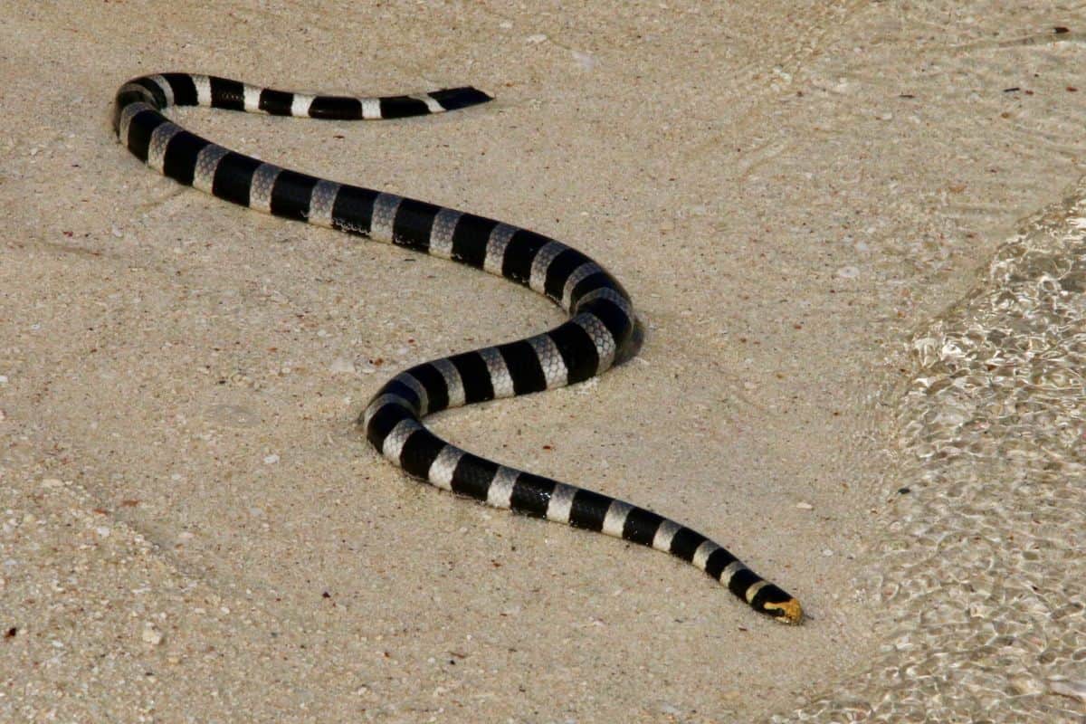Baignade interdite au bassin de Manapany après le signalement d’un serpent de mer