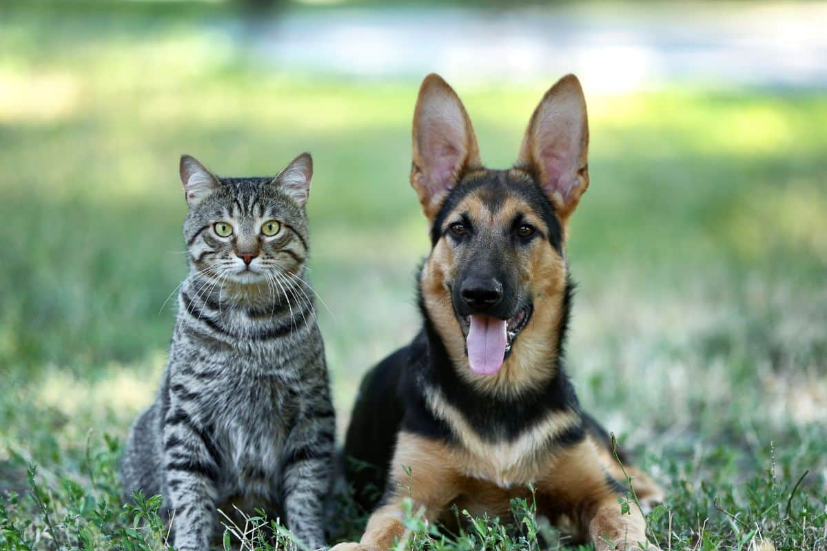 Campagne de stérilisation des animaux à La Réunion