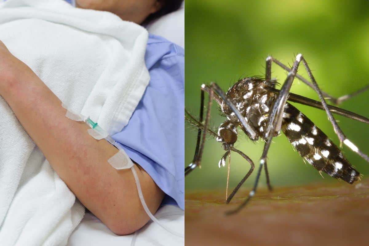 Chikungunya reunion