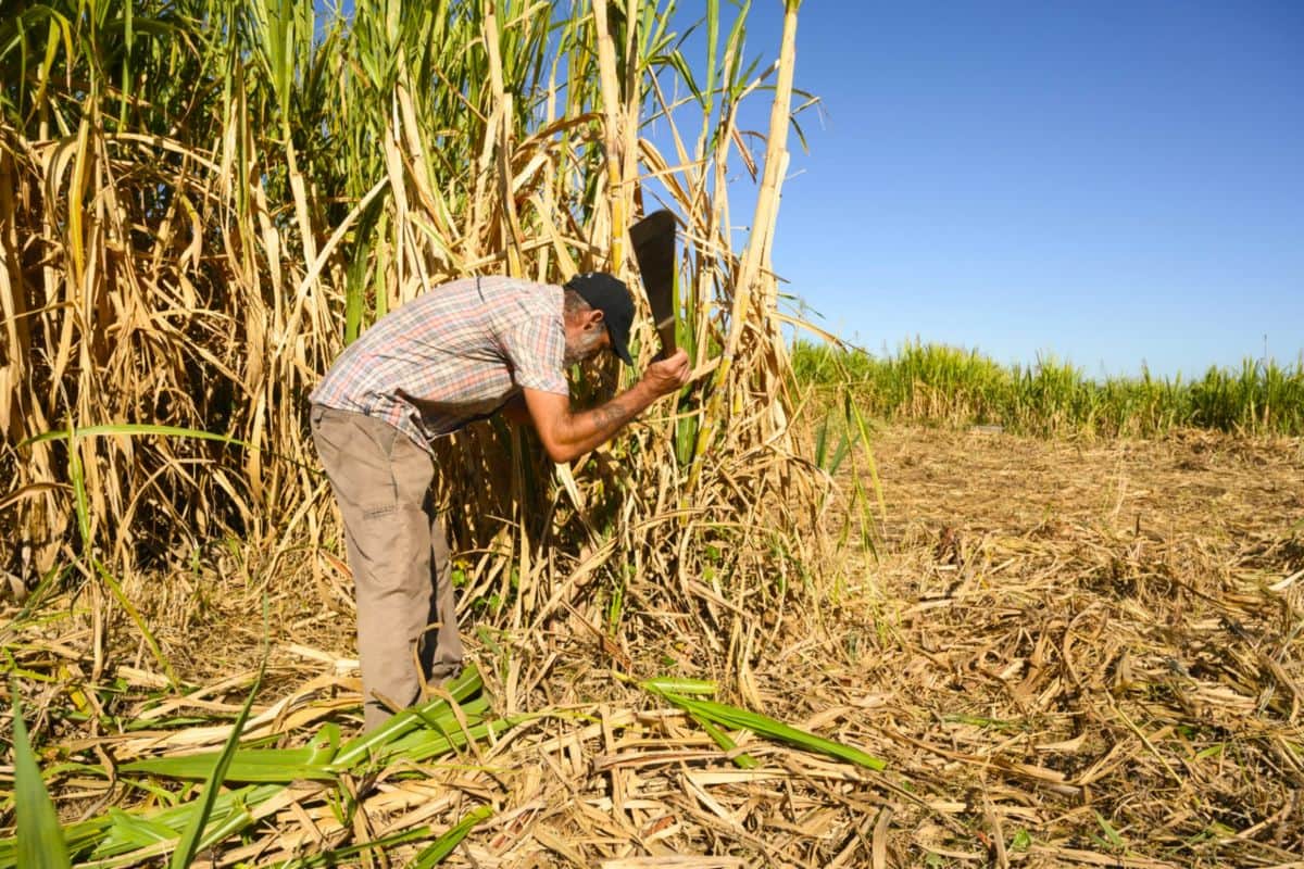 Cyclone Belal l'État indemnise les producteurs de canne