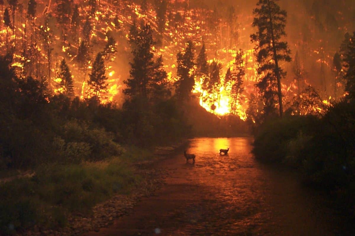 Incendies à Los Angeles dévastent Hollywood et Pacific Palisades
