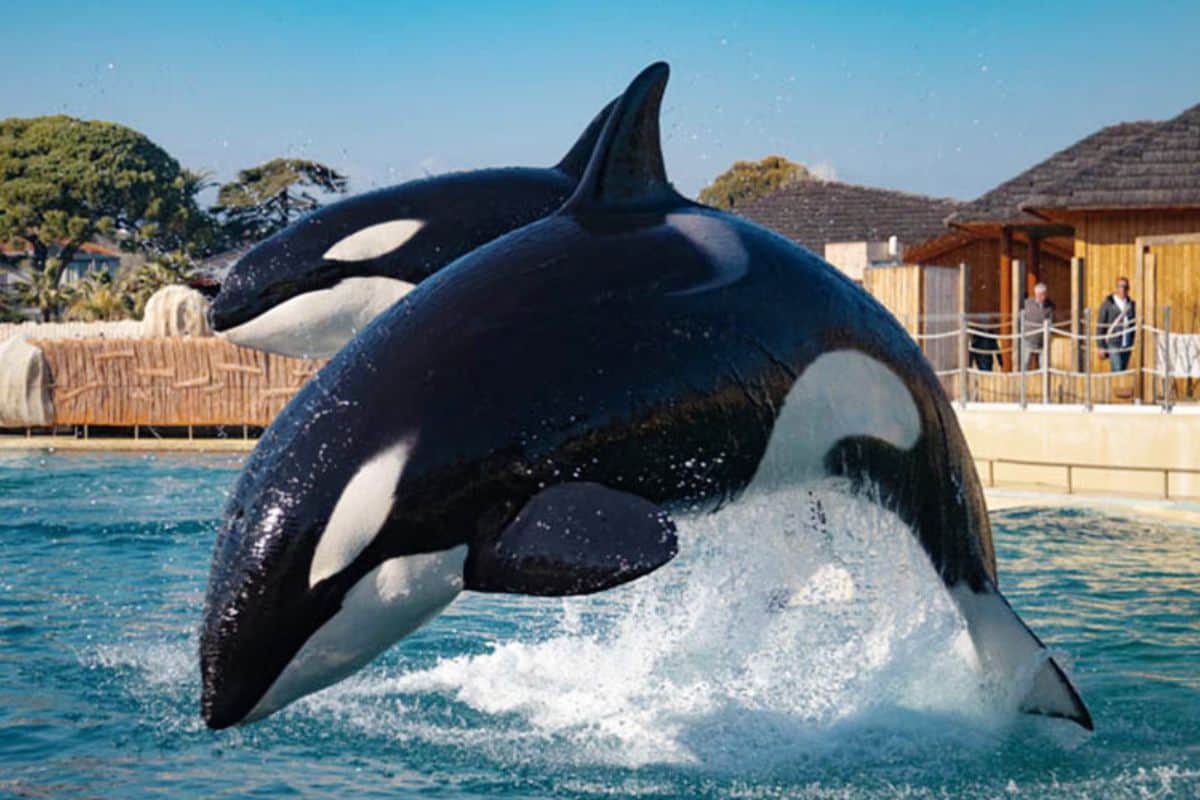Le Marineland d’Antibes a fermé définitivement ses portes ce dimanche