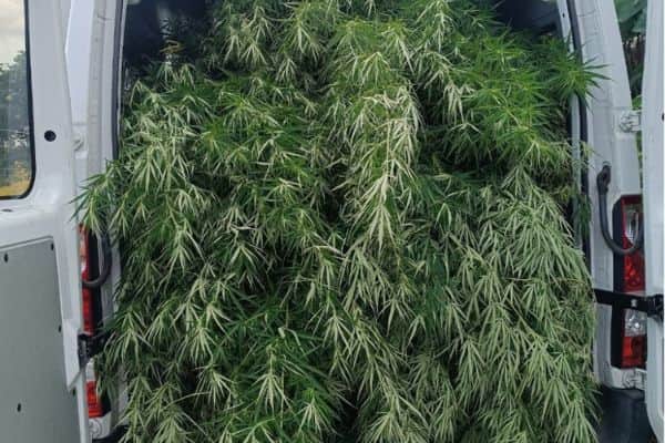 Brigade VTT de Saint-Pierre découvre des plants de cannabis dépassant la toiture d'une maison