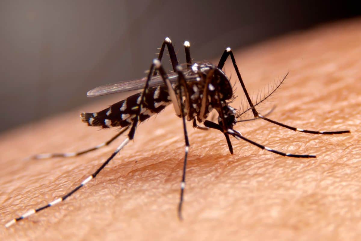 Chikungunya en hausse à La Réunion plusieurs cas recensés