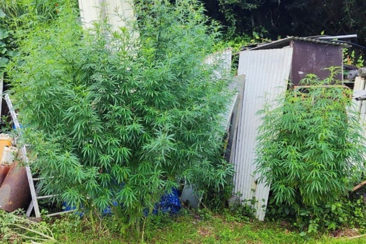 Saisie de 373 pieds de zamal à Saint-Leu