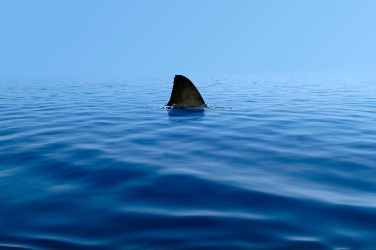 Un requin aperçu au large de Saint-Pierre hier matin