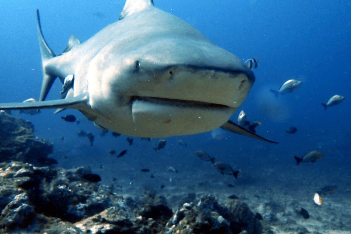 Un requin-bouledogue aperçu au large de Saint-Leu ce matin