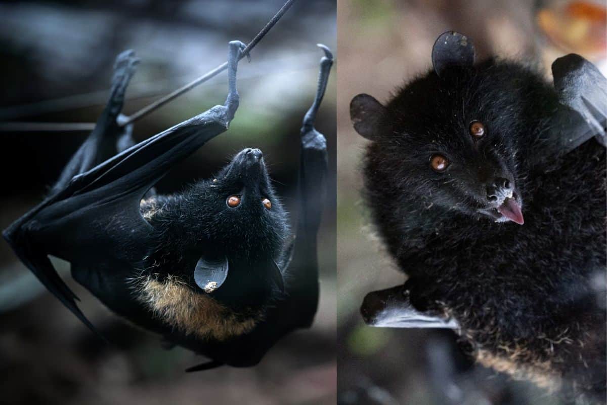 Une chauve-souris géante des Comores naît pour la première fois en France