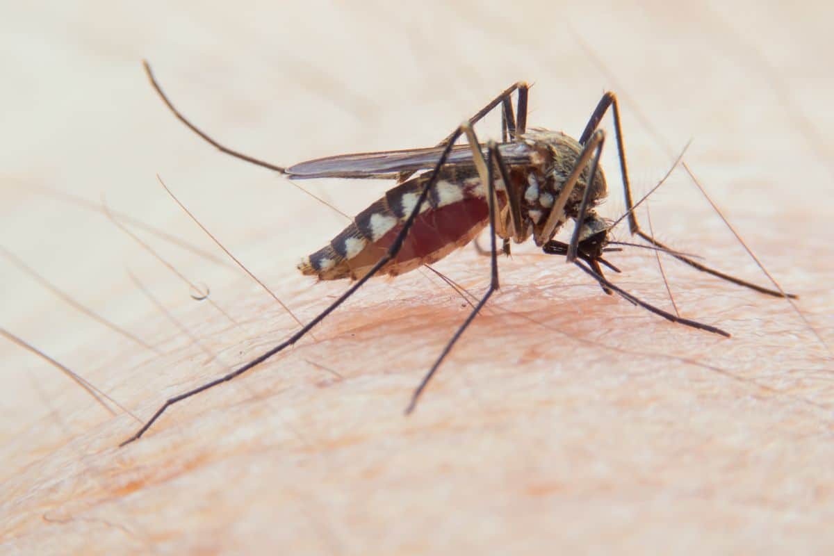 Épidémie de chikungunya à La Réunion avec 1766 cas signalés