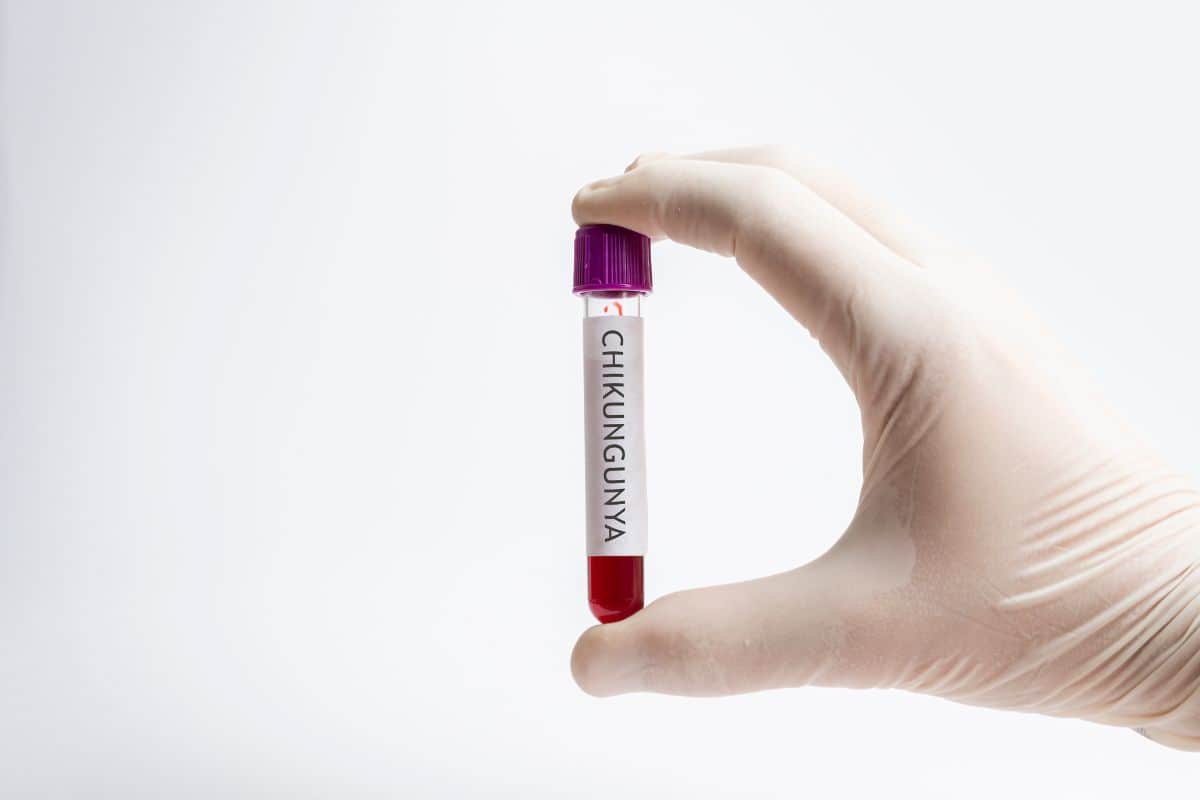 La Réunion va recevoir 40 000 doses de vaccin contre le chikungunya