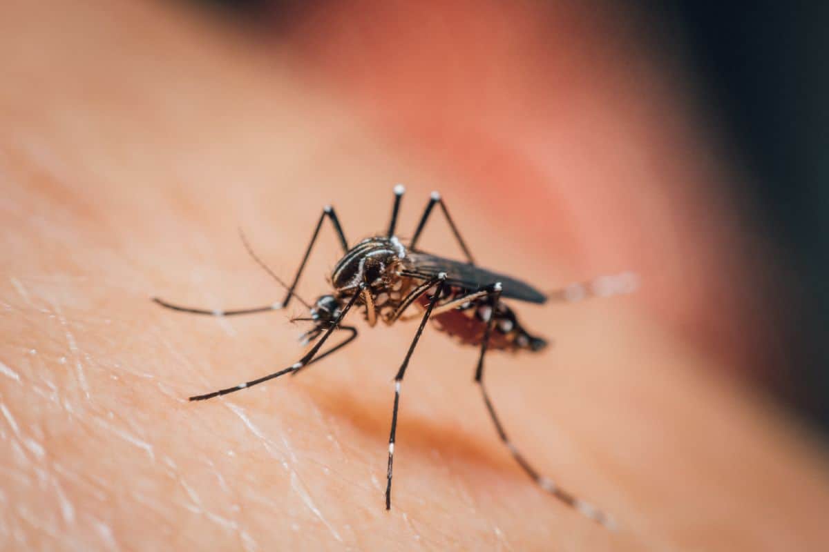 La propagation du virus Chikungunya s’accélère avec près de 3 000 nouveaux cas en une semaine