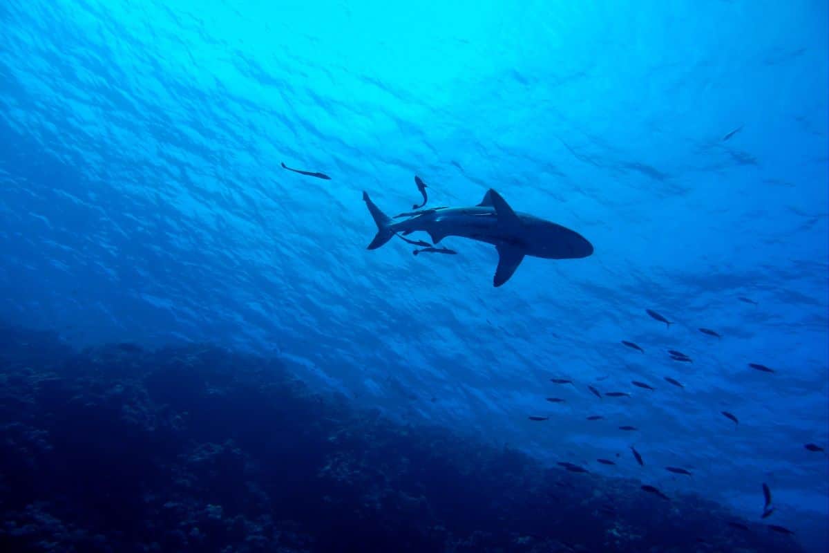 Pourquoi les requins se rapprochent des côtes de La Réunion après le cyclone Garance