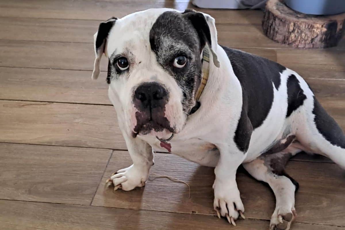 Récompense de 1 000€ pour retrouver Georgette, chien perdu à Étang-Salé les Hauts