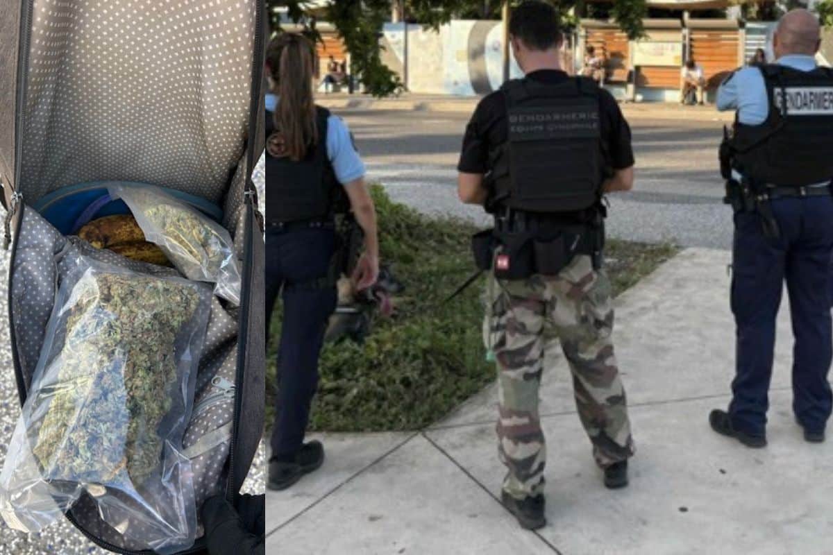 Saint-Louis les forces de l’ordre saisissent 100 grammes de cannabis et interpellent deux individus