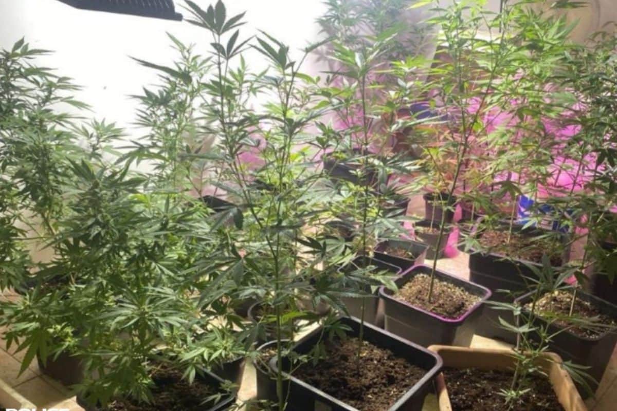 Une plantation de cannabis découverte à Saint-Denis avec plus de 30 kg saisis