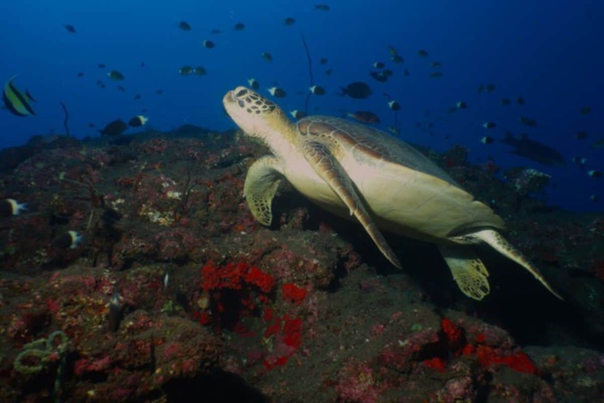 Une tortue verte observée à 32 mètres de profondeur en train de brouter des algues rouges