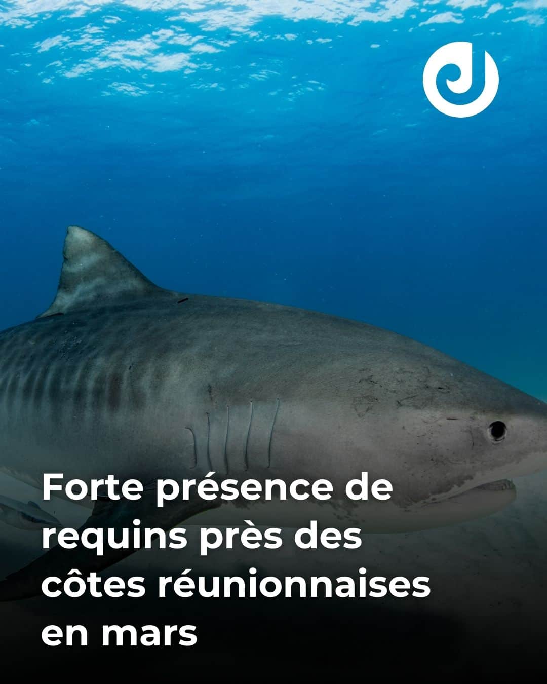 Forte présence de requins près des côtes réunionnaises en mars
