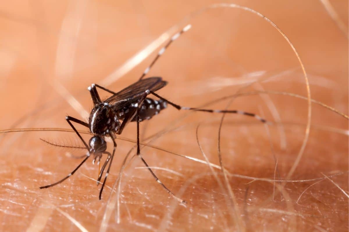 chikungunia