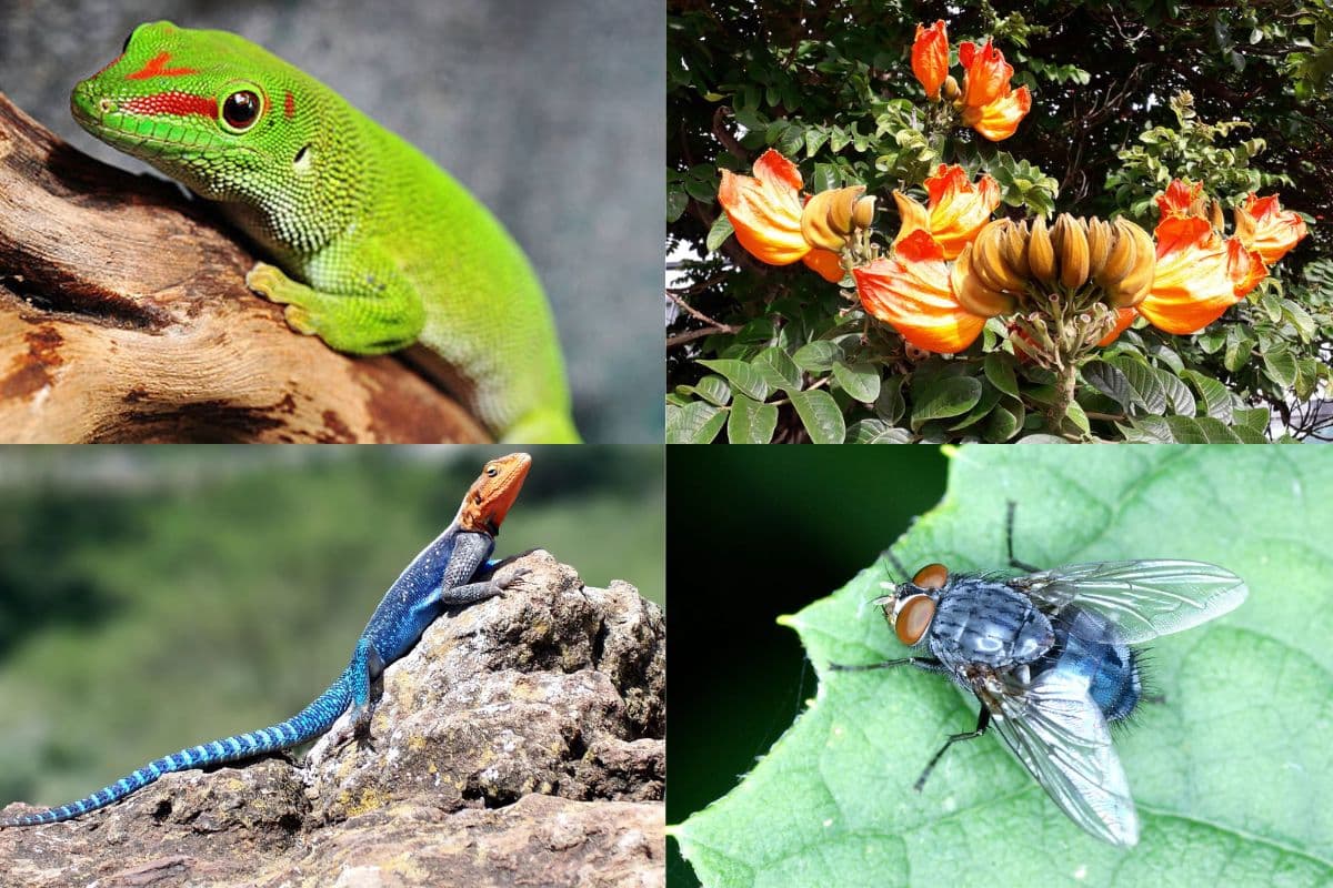 Espèces invasives à La Réunion une bataille cruciale pour la biodiversité