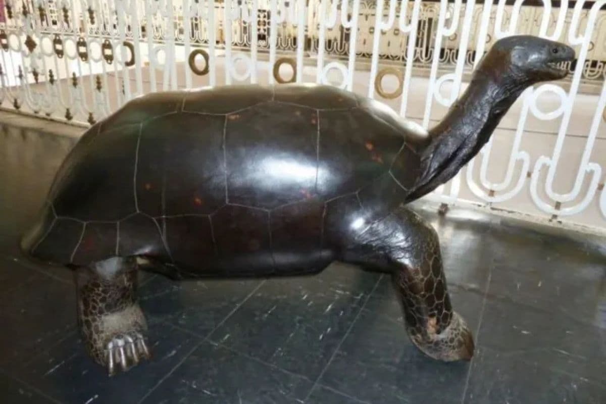La Tortue terrestre de Bourbon le géant disparu qui hantait les nuits réunionnaises