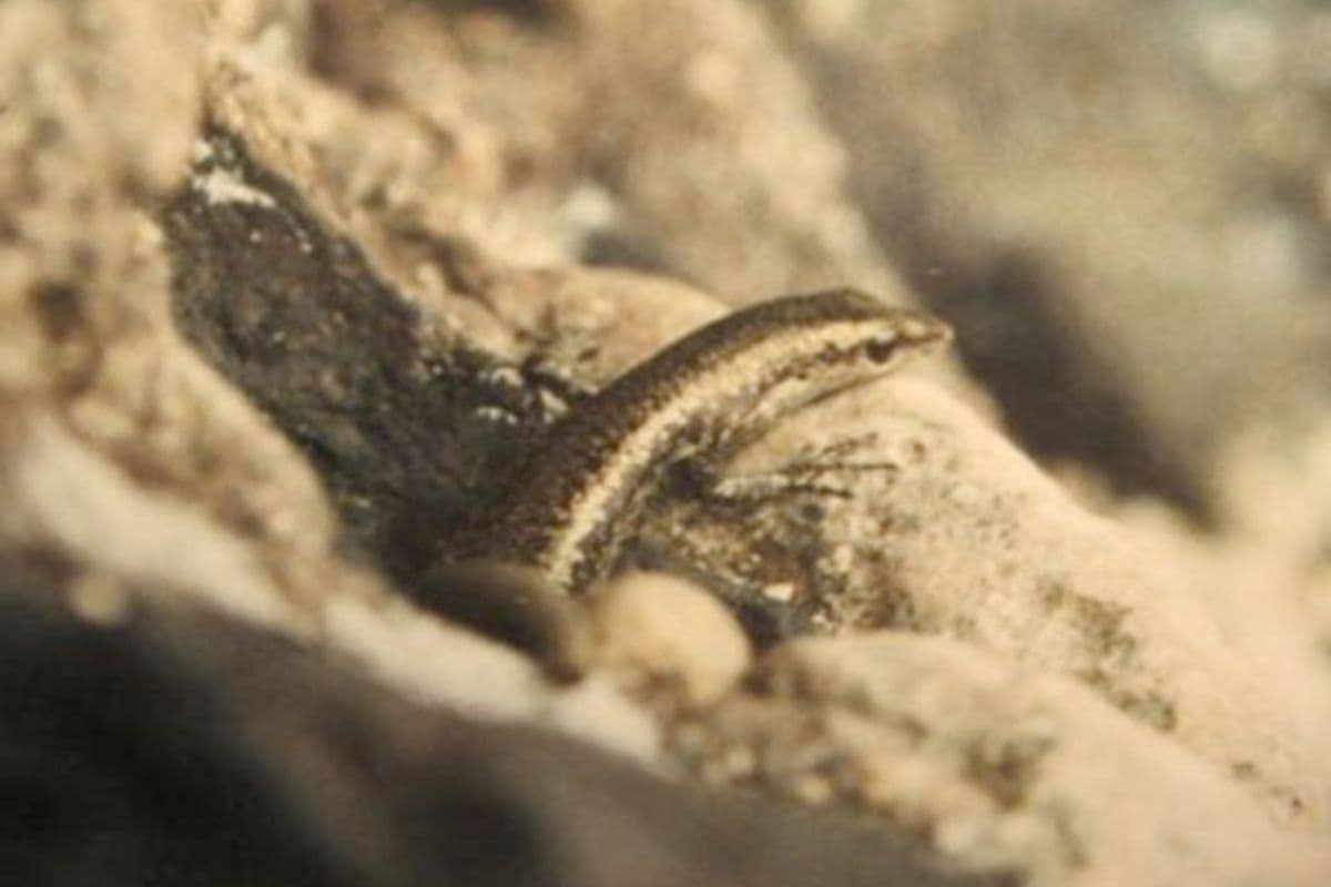 Le Scinque de Bouton le petit lézard fantôme des côtes réunionnaises en sursis