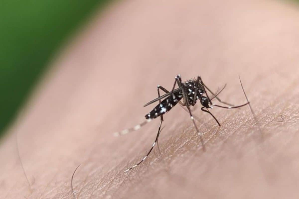 _Plus de 7 000 cas en Chine une épidémie de virus chikungunya alerte les autorités