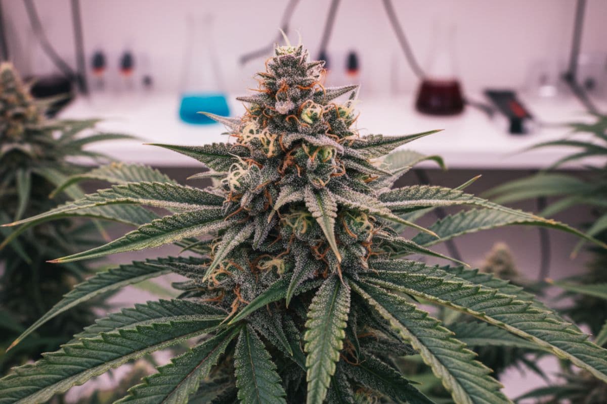 Cannabis Médical, Chanvre, Économie Réunionnaise, Zamal, Innovation, Agriculture, Politique 974.