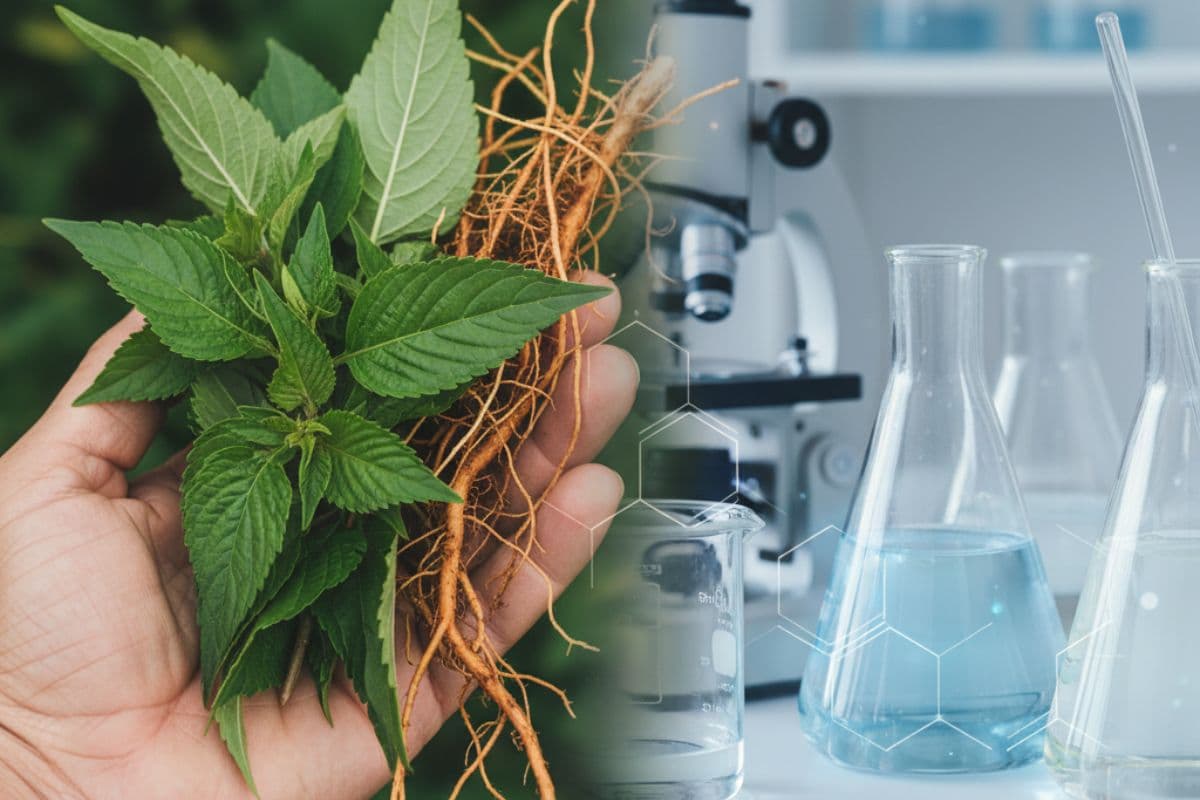 Tisaneur, Ti Bandaz, Plantes Médicinales, Pharmacopée Créole, Ayapana, Recherche Scientifique, Santé 974, Culture Péi.