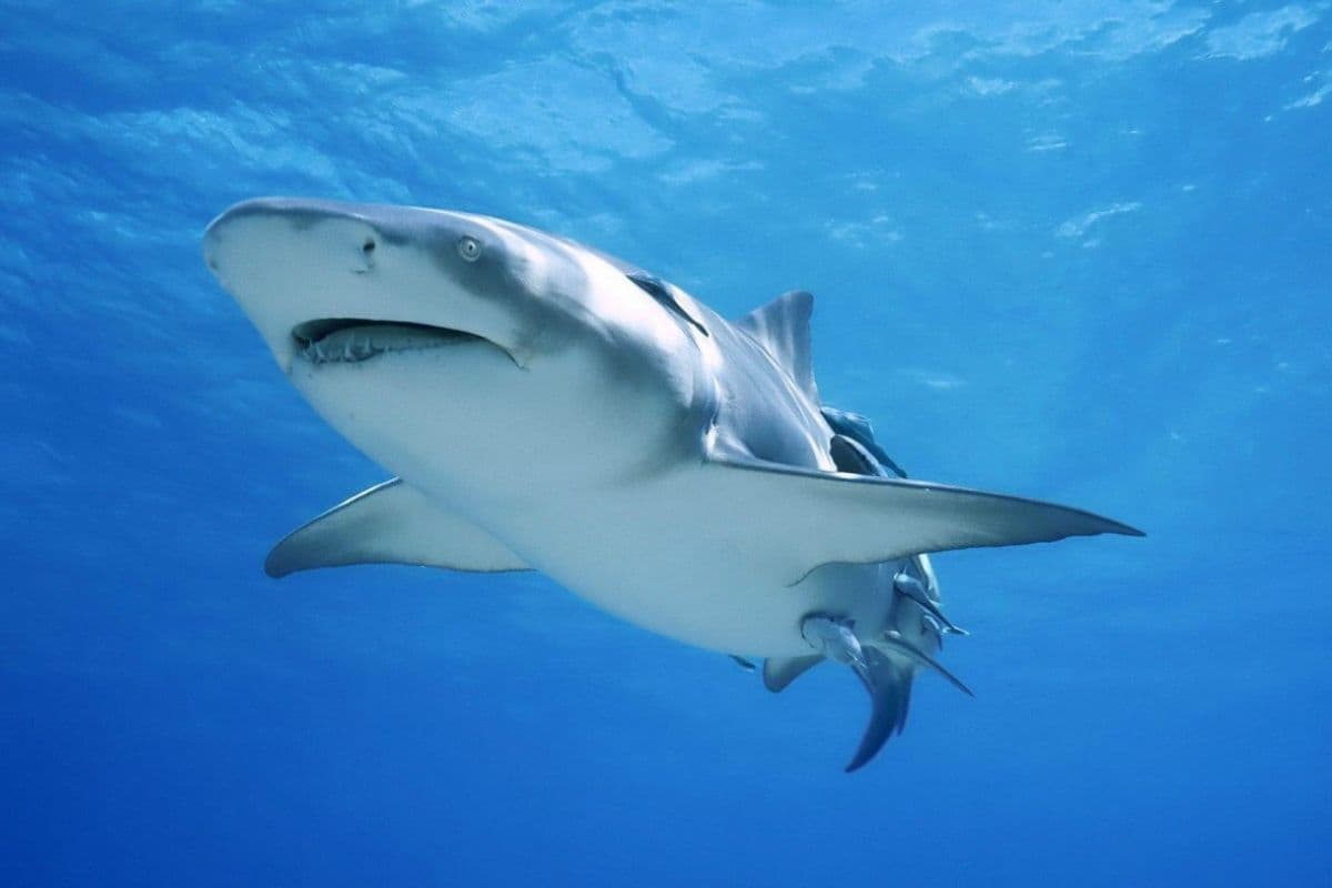 Sécurité ou respect du vivant Le dilemme relancé après la mort d’un requin à Boucan Canot (1)