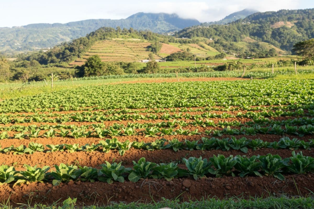 Souveraineté Alimentaire, Agriculture Péi, Importation, Crise Alimentaire, Économie Locale, Foncier Agricole.