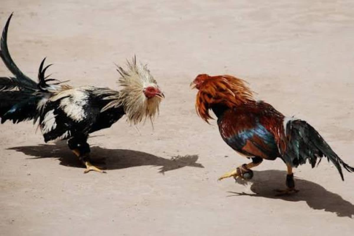 BatayCoq, Tradition974, MaladieNewcastle, Préfecture, Manifestation, RonDeCoqs.