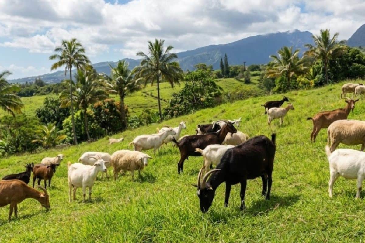 Agriculture, Élevage, La Réunion, Prime, DAAF, 974, Moutons, Cabris, Journal.re