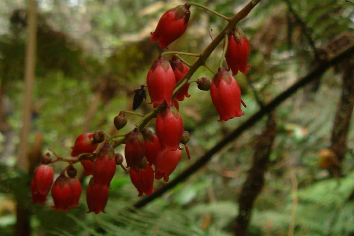 Entre remède et poison le Bois de Rempart, face sombre de la flore réunionnaise