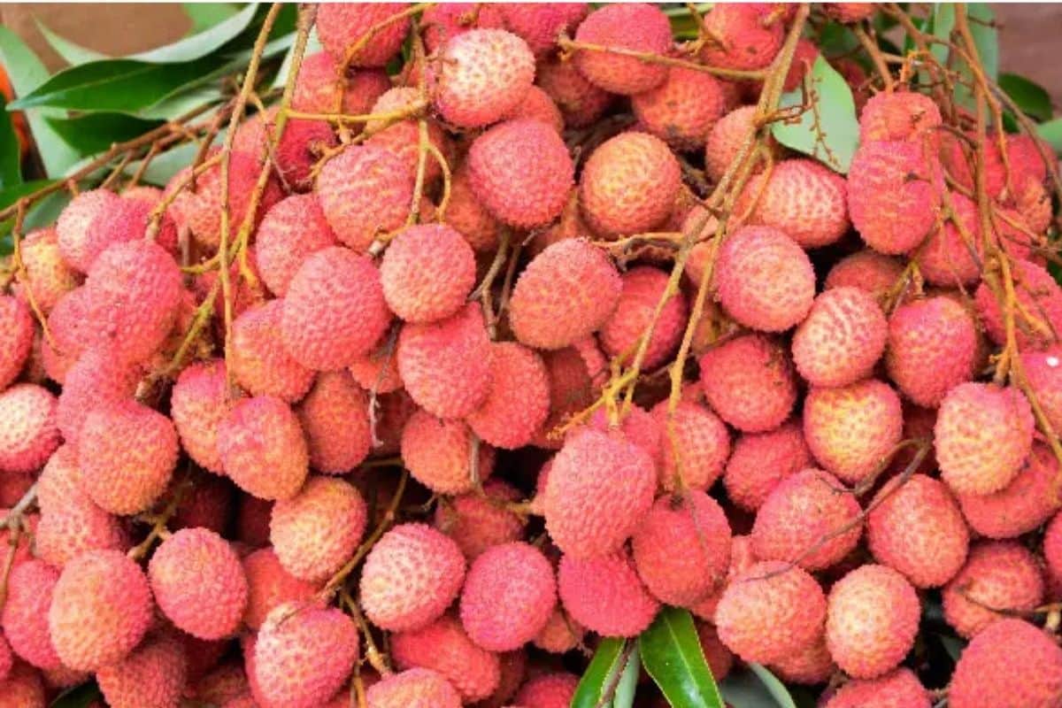 Fruits vendus en bord de route à Saint-Benoît contrôles, infractions et rappels à la loi