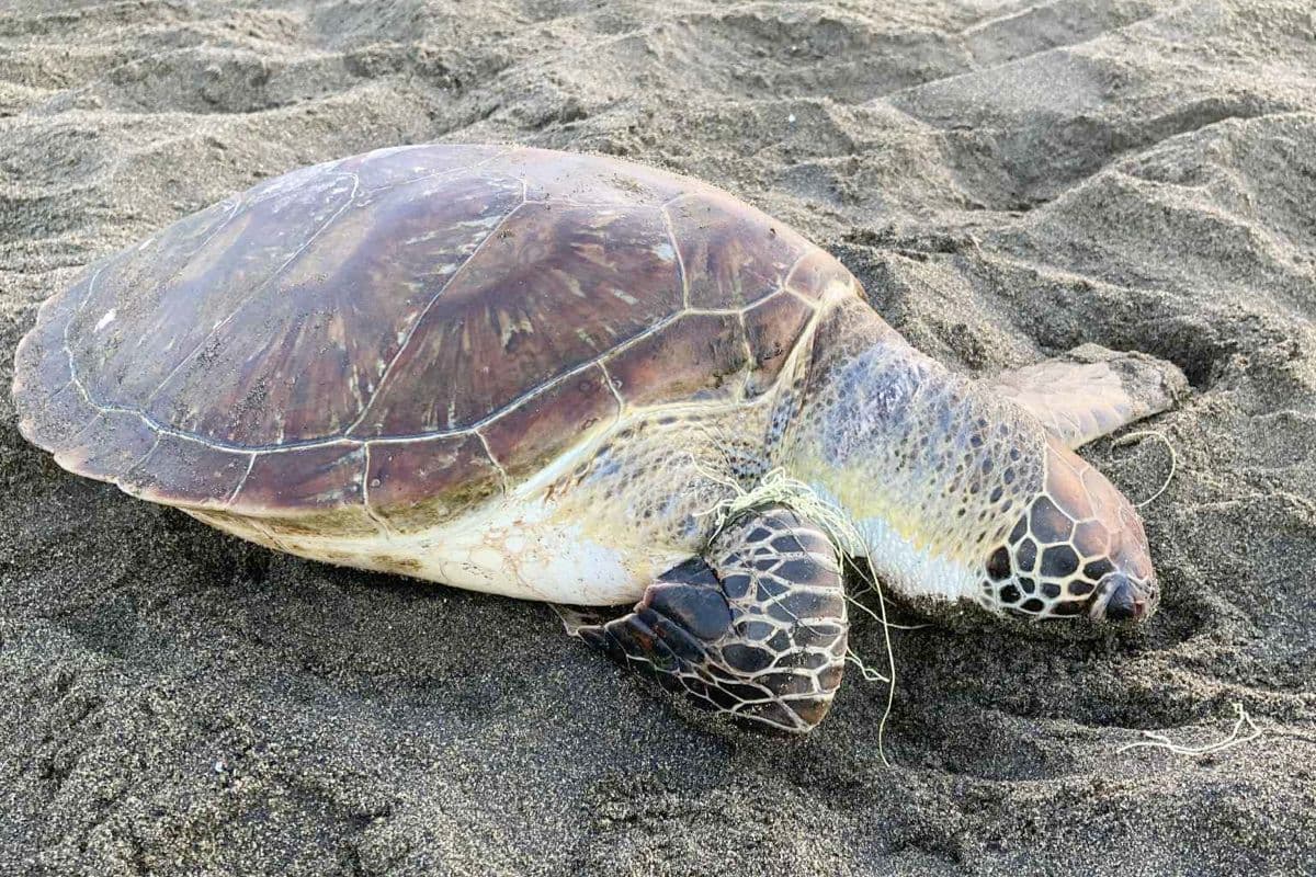L'Etang-Salé, Tortue, Kélonia, Environnement, La Réunion, Biodiversité, Écologie, 974, Journal.re